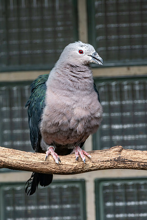Pacific Imperial pigeon
