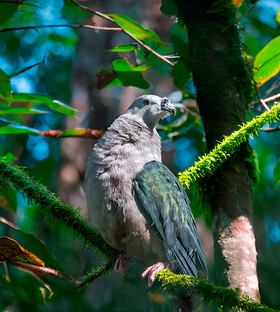 Pacific Imperial pigeon