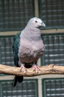 Pacific Imperial pigeon