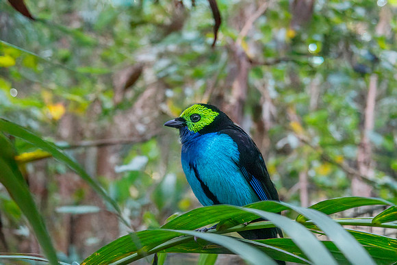 Paradise tanager