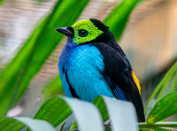 Paradise tanager