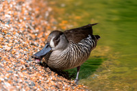 Pink eared duck
