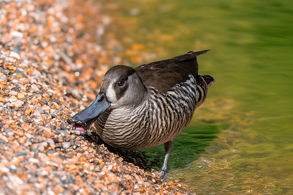 Pink eared duck