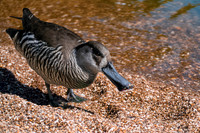 Pink eared duck