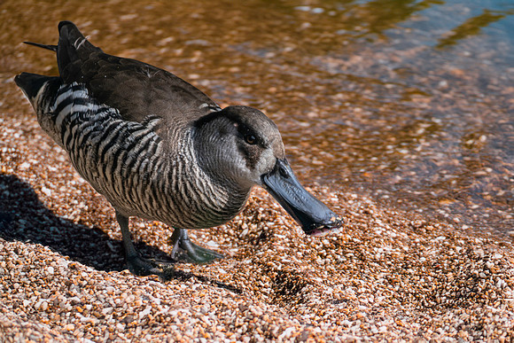 Pink eared duck
