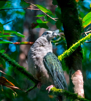 Pacific Imperial pigeon