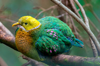 Pink spotted fruit dove