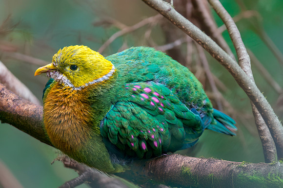 Pink spotted fruit dove