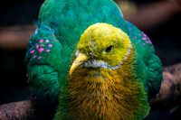 Pink spotted fruit dove