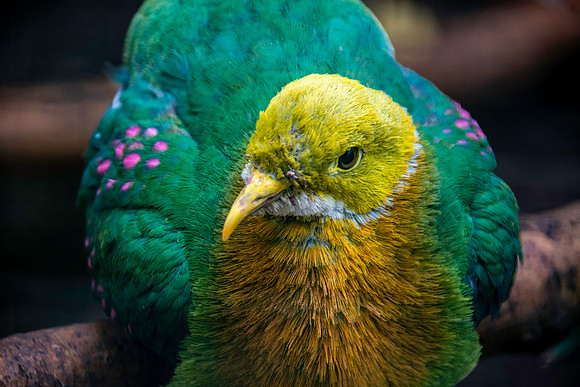 Pink spotted fruit dove