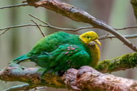 Pink spotted fruit dove