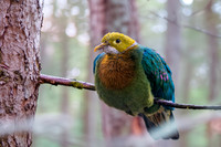 Pink spotted fruit dove