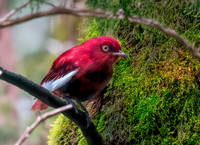 Pompadour cotinga