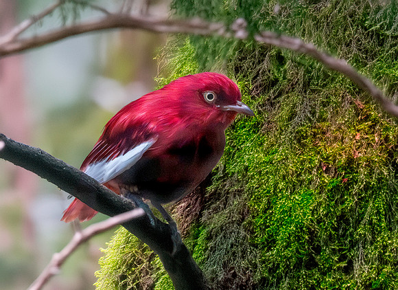 Pompadour cotinga
