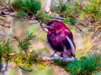 Pompadour cotinga