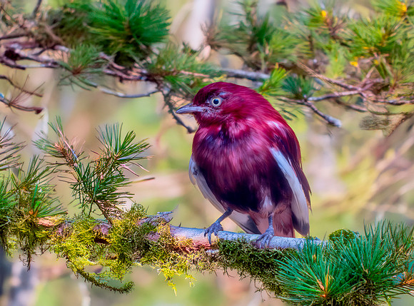 Pompadour cotinga