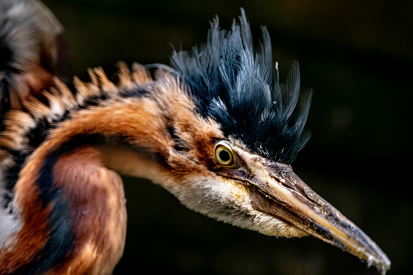 Purple heron