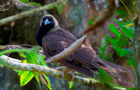 Raggiana bird of paradise, female