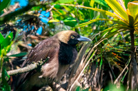 Raggiana bird of paradise, female