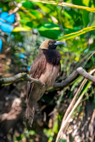 Raggiana bird of paradise, female