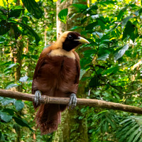 Red bird of paradise, female