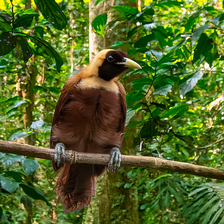 Red bird of paradise, female