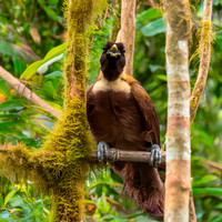 Red bird of paradise, female