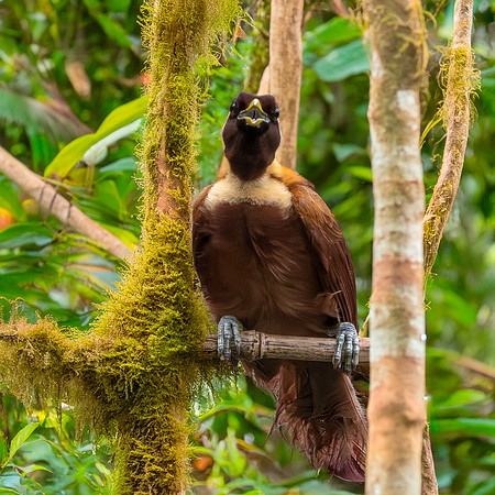 Red bird of paradise, female
