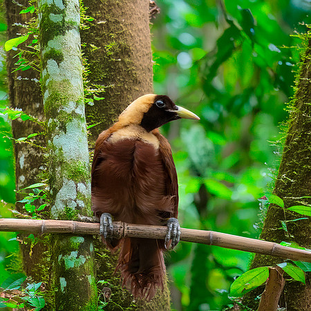 Red bird of paradise, female