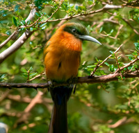 Red throated bee eater