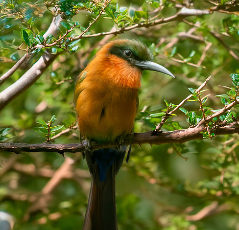 Red throated bee eater