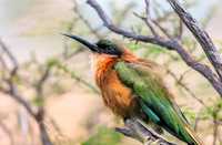 Red throated bee eater