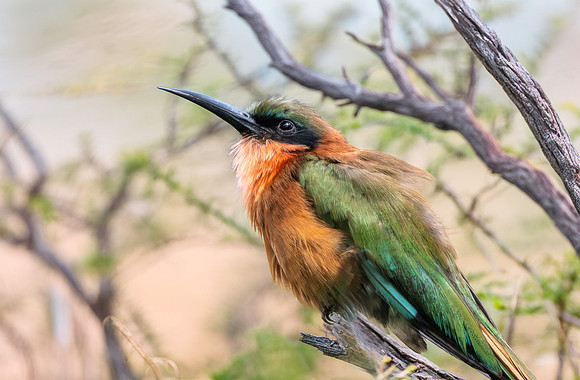 Red throated bee eater