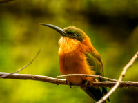 Red throated bee eater