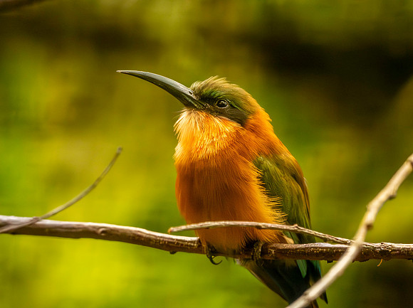 Red throated bee eater