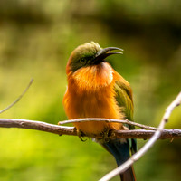 Red throated bee eater