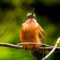 Red throated bee eater