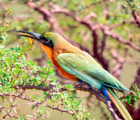 Red throated bee eater
