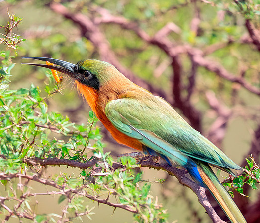 Red throated bee eater