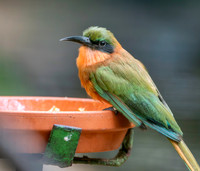 Red throated bee eater