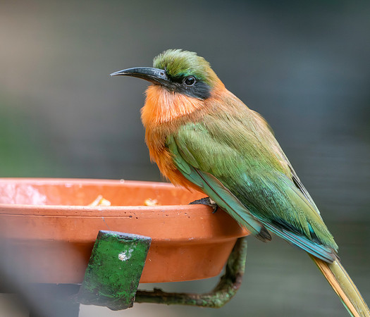 Red throated bee eater