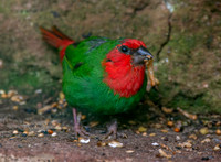 Red throated parrotfinch