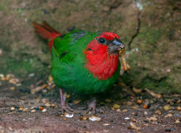 Red throated parrotfinch