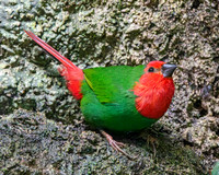 Red throated parrotfinch