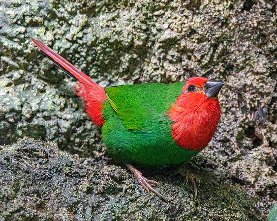 Red throated parrotfinch