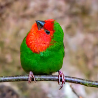 Red throated parrotfinch