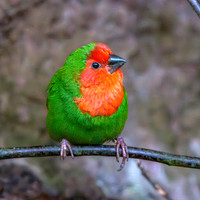 Red throated parrotfinch