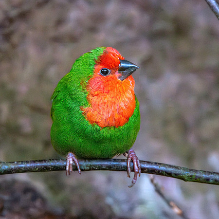 Red throated parrotfinch