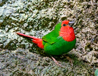 Red throated parrotfinch