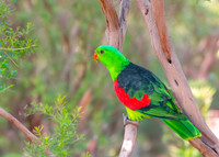 Red winged parrot